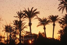 Image du Maroc Professionnelle de  Un fabuleux coucher du soleil sur palmeraie de Marrakech, du temps du naturel, juste avant le développement de l'urbanisme de Marrakech, qui a impliqué impliqué un très vaste programme croissant de construction. Lundi 19 Août 1997. Youssef ben Tachfine des Almoravides crée cette vaste palmeraie sous forme d'oasis irriguée par un réseau de canalisations ancestral souterrain khettara, pour exploiter les nappes phréatiques locales. Ce havre de paix peut être visité en voiture, ou à dos de chameau. (Photo / Abdeljalil Bounhar)